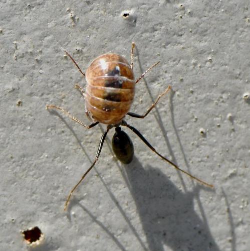 Réf. 230 253 : Cataglyphis cursor